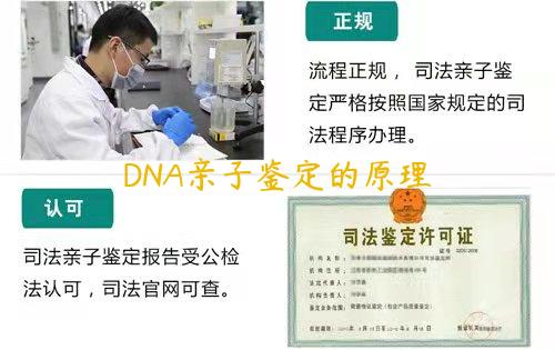 DNA亲子鉴定的原理